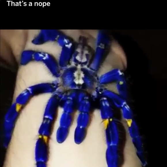 Meet your Posher, George - Picture 1 of 1